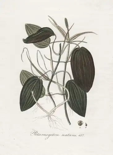 Potamogeton natans, 457 - crispus Schwimmendes Laichkraut broad-leaved pondweed Wasserpflanze Aquatic plant fl