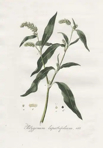 Polygonum lapathifolium, 442 - Ampfer-Knöterich Persicaria lapathifolia flower Blume Blumen botanical Botanik
