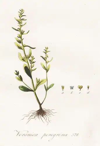 Veronica peregrina, 376 - Ehrenpreis speedwell Pflanze plant botanical Botanik botany / Flora Batava