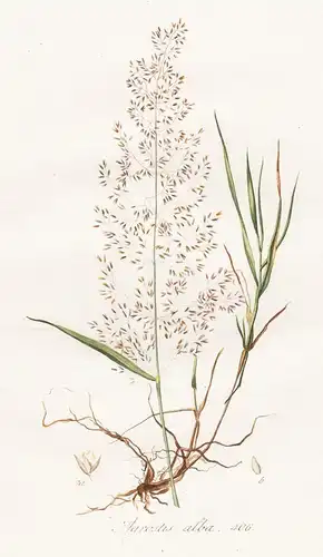 Agrostis alba, 406 - Riesen-Straußgras Fiorin-Gras Agrostis gigantea Gras black bent Gräser grass grasses Pfla
