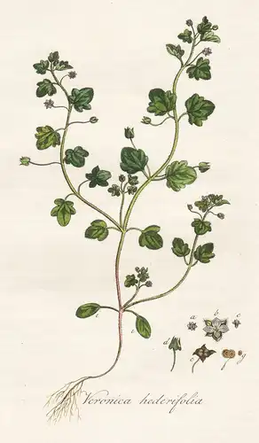 Veronica hederifolia - Efeu-Ehrenpreis ivy-leaved speedwell Pflanze plant botanical Botanik botany / Flora Bat