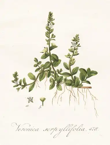 Veronica serpyllifolia, 478 - Quendel-Ehrenpreis speedwell Pflanze plant botanical Botanik botany / Flora Bata