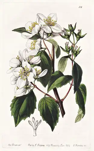 Philadelphus Gerdonianus - Colombia Kolumbien / flowers Blume flower Botanik botany botanical
