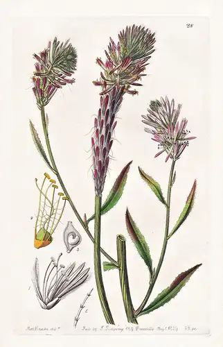 Trichinium alopecuroideum - Australia Australien / flowers Blume flower Botanik botany botanical