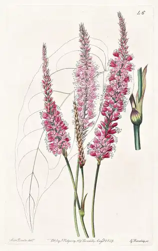 Polygonum amplexicaule - Nepal / flowers Blume flower Botanik botany botanical
