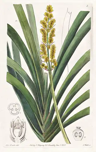 Xerotes longifolia - Australia Australien / flowers Blume flower Botanik botany botanical