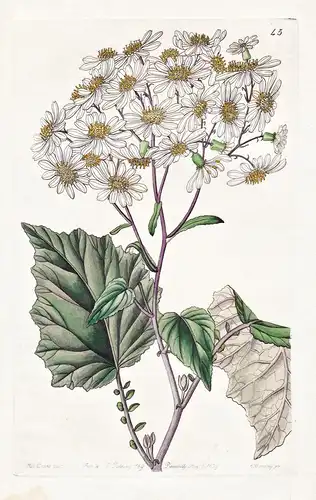 Senecio poulifolius; var. lacteus - Canary Islands Kanarische Inseln / flowers Blume flower Botanik botany bot