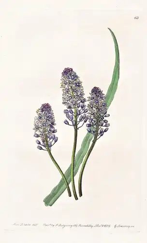 Scilla paratensis - Croatia Kroatien / flowers Blume flower Botanik botany botanical