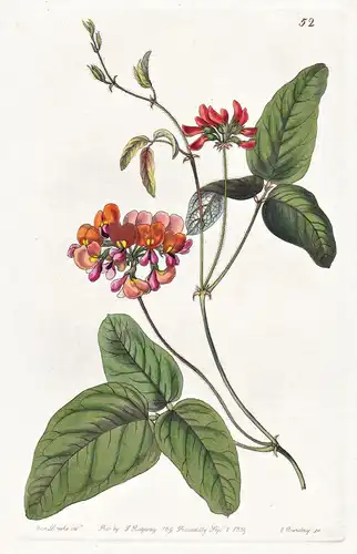 Zichya tricolor - Australia Australien / flowers Blume flower Botanik botany botanical