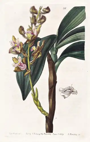 Eria ferruginea - Orchidee orchid / India Indien / flowers Blume flower Botanik botany botanical