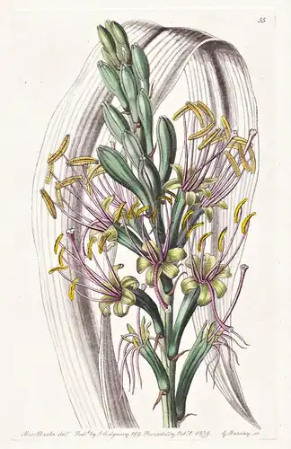 Agave saponaria - Mexico Mexiko / flowers Blume flower Botanik botany botanical