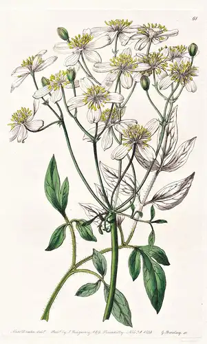 Clematis lathyrifolia - flowers Blume flower Botanik botany botanical