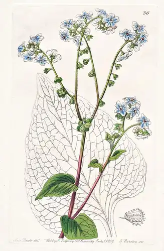 Cynoglossum coelestinum - India Indien / flowers Blume flower Botanik botany botanical