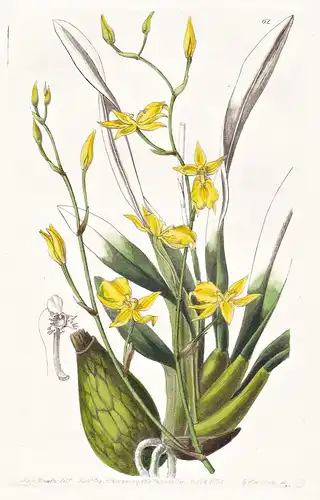 Cyrtochilum mystacinum - Orchidee orchid / Peru / flowers Blume flower Botanik botany botanical