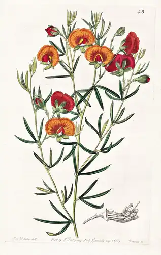 Gompholobium versicolor - Australia Australien / flowers Blume flower Botanik botany botanical