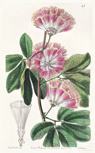 Inga Harrisii - Mexico Mexiko / flowers Blume flower Botanik botany botanical