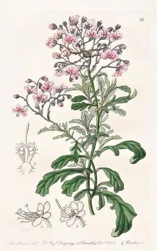 Diplopeltis Hugelii - Australia Australien / flowers Blume flower Botanik botany botanical