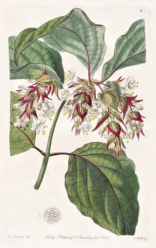 Leycestria formosa - Nepal / flowers Blume flower Botanik botany botanical