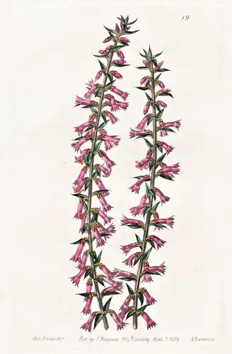 Epacris impressa; var. parviflora - Australia Australien / flowers Blume flower Botanik botany botanical