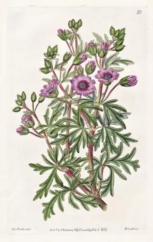 Geranium tuberosum; var. ramosum - Italy Italien / flowers Blume flower Botanik botany botanical