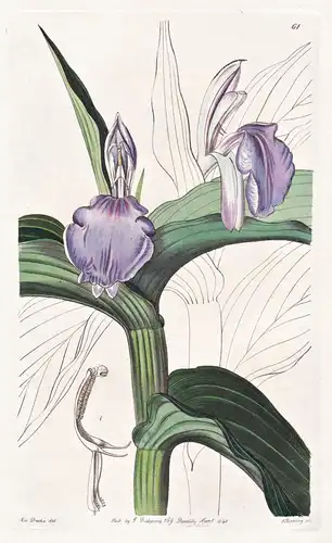 Roscoea purpurea - India Indien / flowers Blume flower Botanik botany botanical