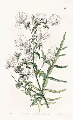 Schizanthus candidus - Chile / flowers Blume flower Botanik botany botanical