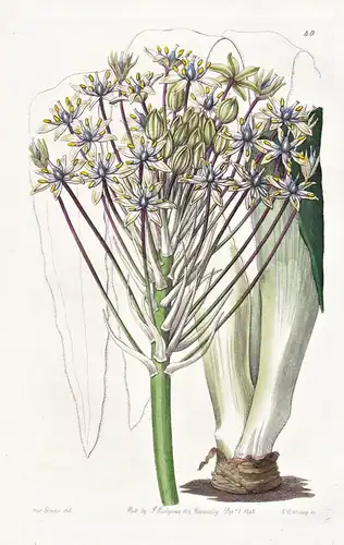 Scilla Peruviana; var. discolor - Peru / flowers Blume flower Botanik botany botanical