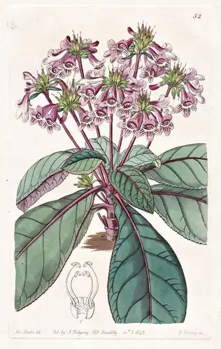Tetranema mexicanum - Mexico Mexiko / flowers Blume flower Botanik botany botanical