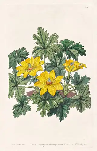 Trollius acaulis - India Indien / flowers Blume flower Botanik botany botanical