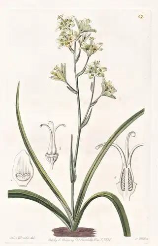 Zigadenus glaucus - North America Nordamerika / flowers Blume flower Botanik botany botanical