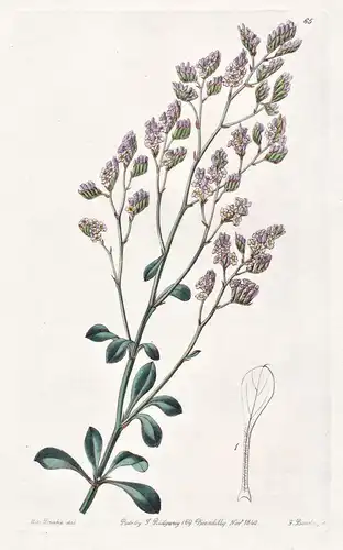 Statice pectinata - Canary Islands Kanarische Inseln / flowers Blume flower Botanik botany botanical