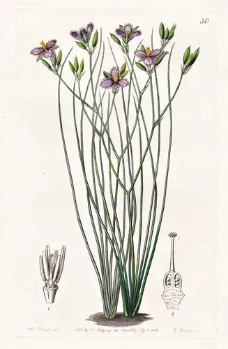 Thysanotus tenuis - Australia Australien / flowers Blume flower Botanik botany botanical