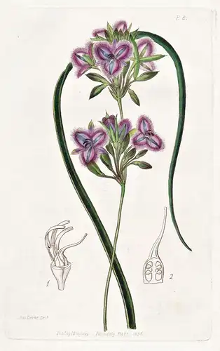 Thysanotus proliferus - Australia Australien / flowers Blume flower Botanik botany botanical