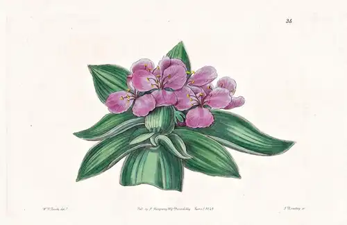 Tradescantia iridescens - Mexico Mexiko / flowers Blume flower Botanik botany botanical