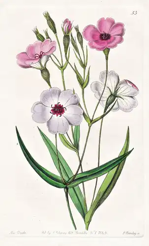 Viscaria oculata - flowers Blume flower Botanik botany botanical
