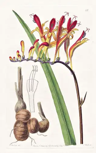 Tritonia fucata - Orchidee orchid / Cape of Good Hope Kap der Guten Hoffnung / flowers Blume flower Botanik bo