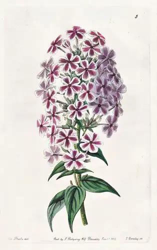 Van Houtte's Phlox - flowers Blume flower Botanik botany botanical