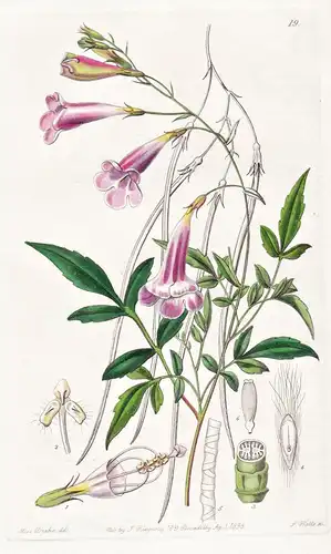 Amphicome arguta - Himalaya / flowers Blume flower Botanik botany botanical