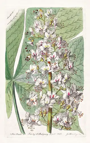 Aesculus Ohiotensis - America Amerika / flowers Blume flower Botanik botany botanical