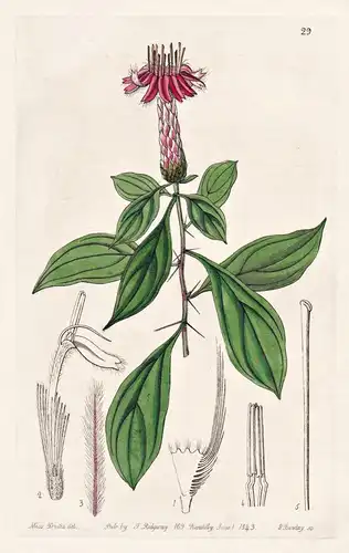 Barnadesia rosea - South America Südamerika / flowers Blume flower Botanik botany botanical