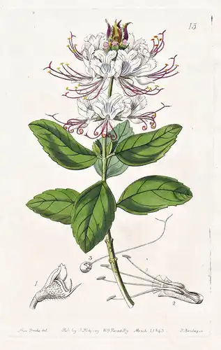 Becium bicolor - Abyssinia Abessinien / flowers Blume flower Botanik botany botanical
