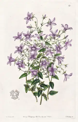 Campanula Loeflingii - Portugal / flowers Blume flower Botanik botany botanical