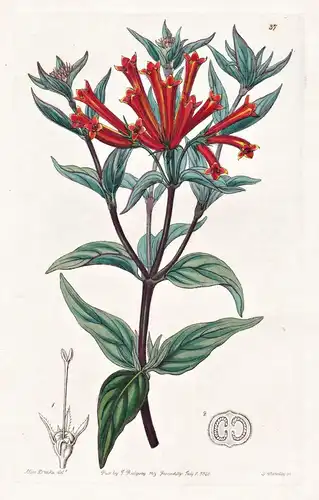 Bouvardia triphylla; var. splendens - Mexico Mexiko / flowers Blume flower Botanik botany botanical