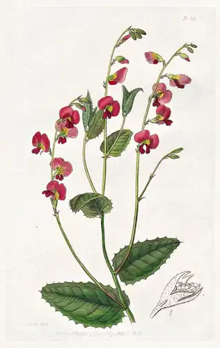 Chorozema cordatum - Australia Australien / flowers Blume flower Botanik botany botanical