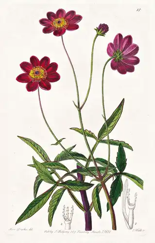 Cosmus scabiosoides - Mexico Mexiko / flowers Blume flower Botanik botany botanical