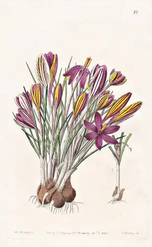 Crocus insularis - Europe Europa / flowers Blume flower Botanik botany botanical