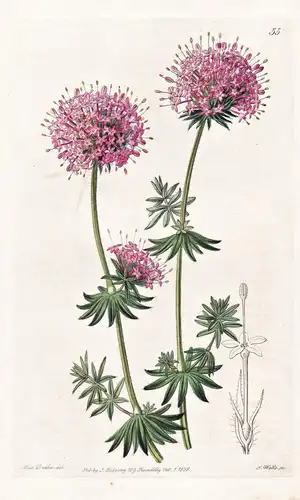Crucianella stylosa - Persia Persien / flowers Blume flower Botanik botany botanical