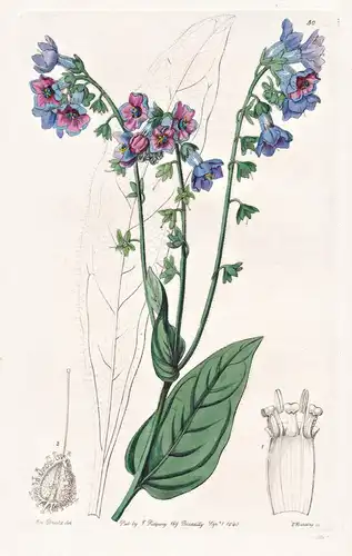 Cynoglossum longiflorum - India Indien / flowers Blume flower Botanik botany botanical