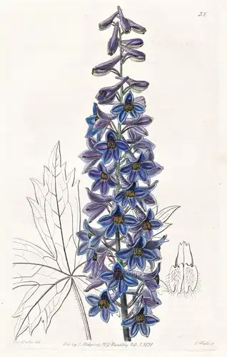 Delphinium intermedium; var. sapphirinum -  flowers Blume flower Botanik botany botanical