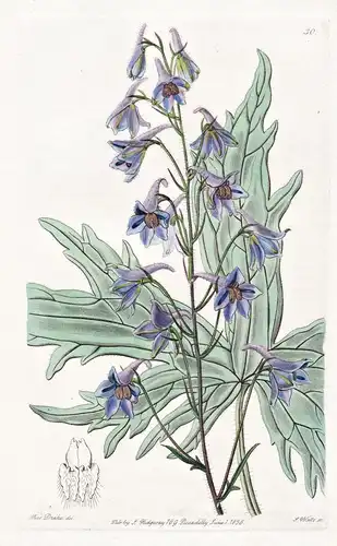 Delphinium laxiflorum - Siberia Sibirien / flowers Blume flower Botanik botany botanical